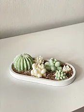 Sukulenti set 